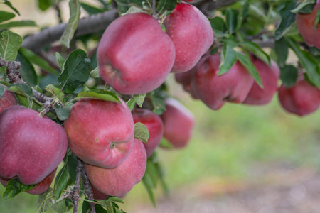 Red apples on apple tree branch in orchard, ready for harvestの写真素材