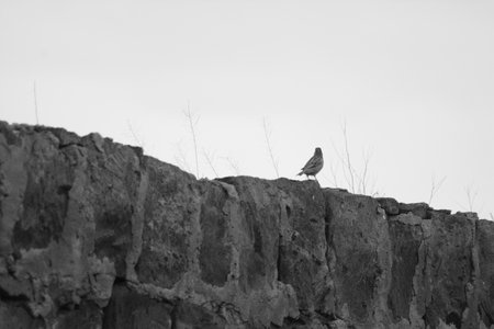Black and white photo of a bird sitting on a stone wall.の写真素材