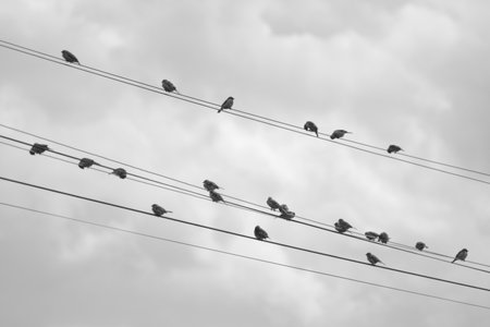 Birds sitting on electric wires with cloudy sky background. Black and white.の写真素材
