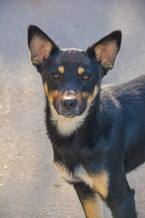 Portrait of a black dog with brown eyes on a gray backgroundの写真素材