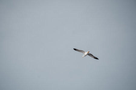 Seagull flying in the blue sky. (Larus dominicanus)の写真素材