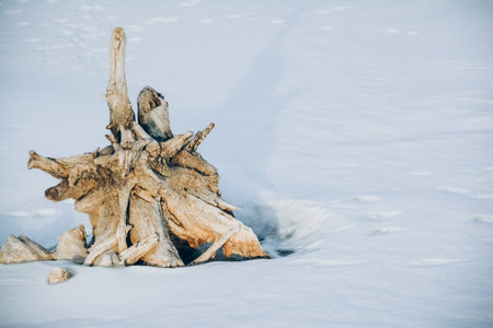 Old tree stump in the snow. Winter landscape. Toning.