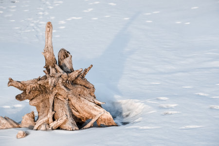 old tree stump in the snow in the winter forest, nature seriesの写真素材