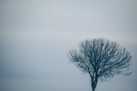 A lonely tree in the middle of a foggy winter landscape.の写真素材