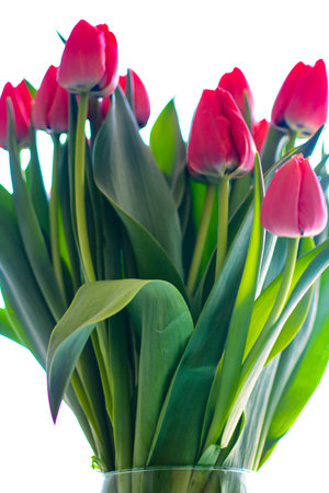 Bouquet of red tulips on a white background. Close-up.の写真素材