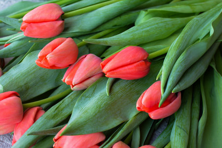 Bouquet of red tulips on a wooden background. Selective focus.の写真素材