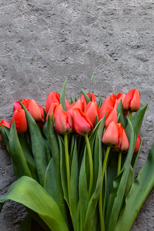 Bouquet of red tulips on gray background. Spring flowersの写真素材