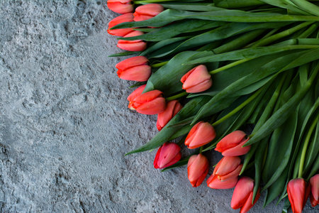 Bouquet of red tulips on a gray stone background.の写真素材