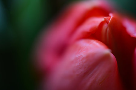 Close up of red tulip. Shallow depth of field.の写真素材