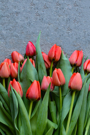 Bouquet of red tulips on the background of gray concreteの写真素材