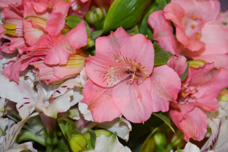 Pink Alstroemeria in a bouquet, close up.の写真素材