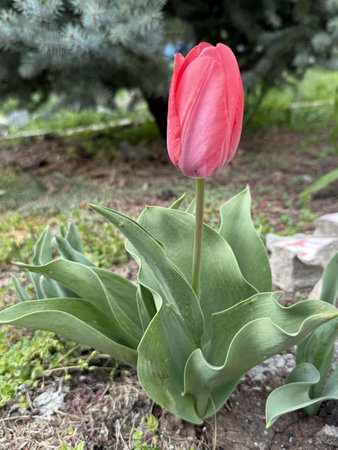Tulip flower in the garden. Spring flowers in the garden.の写真素材