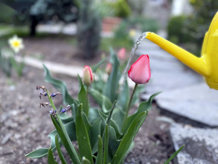 watering can and tulips in the garden, close-upの写真素材