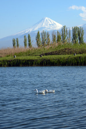 A pair of white ducks swimming in the lake with a mountain in the backgroundの写真素材