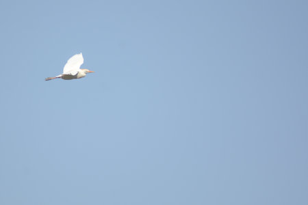 White stork flying in the blue sky, soft focus, shallow DOF.の写真素材