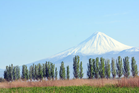 Mt. Fuji and Populus euphratica in springの写真素材