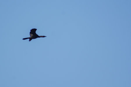 cormorant flying in the blue sky, closeup of photoの写真素材