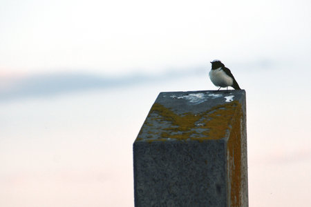 A bird sitting on a concrete fence in the rays of the setting sun