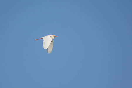 White egret flying in the blue sky, close up of photoの写真素材