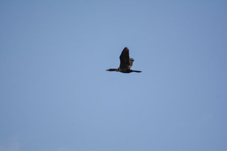 cormorant flying in the blue sky, photo as a background, digital image