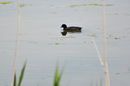 A common coot swims in a pond in the summer.の写真素材