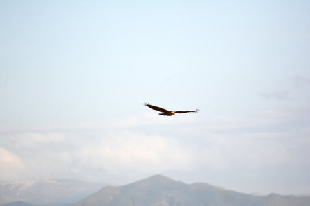 An eagle flies over a mountain valley.の写真素材