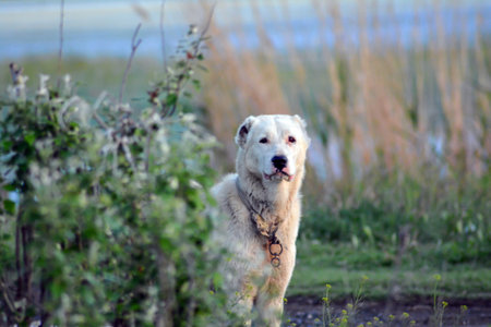 White dog on the bank of a lake in the summer.