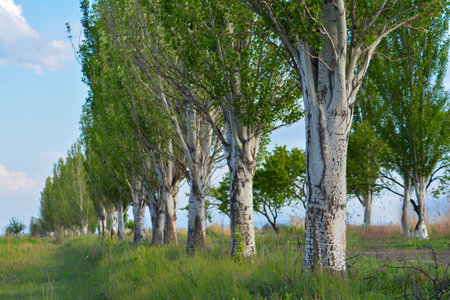 Row of Populus euphratica trees in a meadowの写真素材
