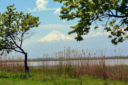 Mt. Fuji from Kawaguchiko lake, Japan.の写真素材