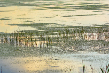 Reflection in the water of a lake with reeds and grass