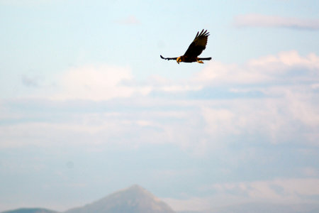 bird flying in the blue sky with mountains in the backgroundの写真素材
