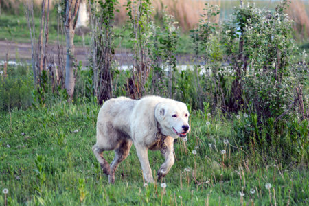 white dog running on the grass in the park in the summer.