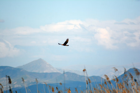 An eagle flies over the reeds and mountains in the background.の写真素材