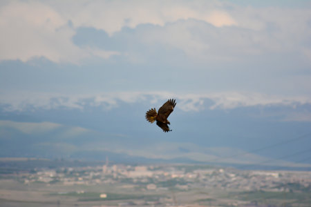 Griffon vulture flying in the sky with mountains in the backgroundの写真素材