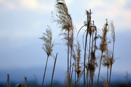 Silhouette of reeds in the field at sunset. Selective focus.の写真素材