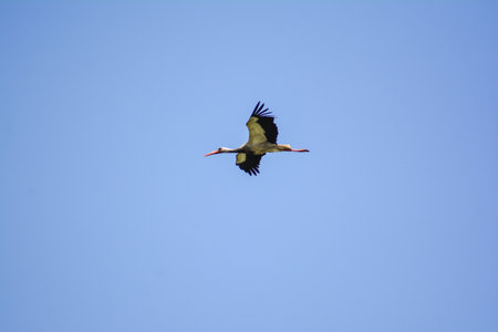 White stork flying in the blue sky, Ciconia ciconia