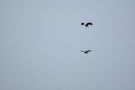 two crows flying in the blue sky, closeup of photo