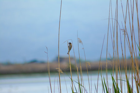 A bird perched on a reed by the lake in summer.の写真素材