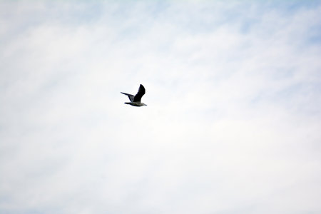 Seagull flying in the blue sky, closeup of photoの写真素材