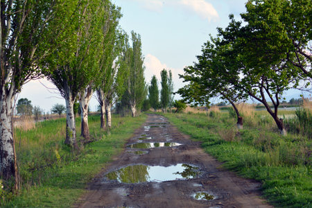 Dirt road with puddles and trees in the countryside.の写真素材