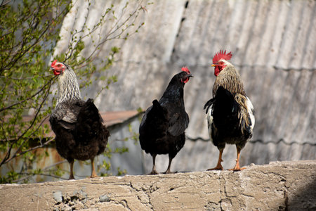 Rooster and hen on the farm.の写真素材
