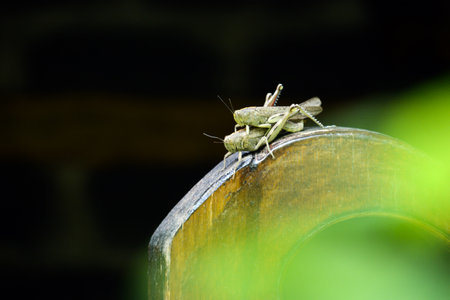 Grasshopper on a wooden chair in the garden, Thailand.の写真素材