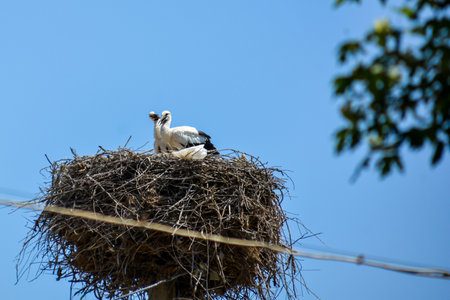 White stork in the nest on the background of the blue skyの写真素材