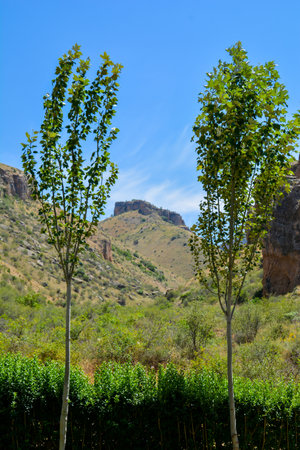 Trees in the mountains of Armeniaの写真素材