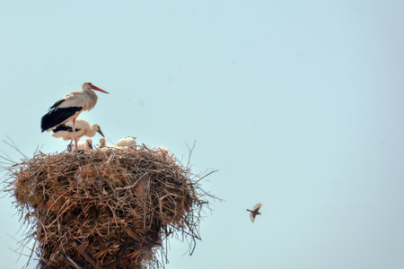 White stork in the nest on a background of blue sky.