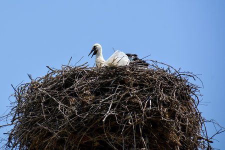 White stork (Ciconia ciconia) in a nestの写真素材