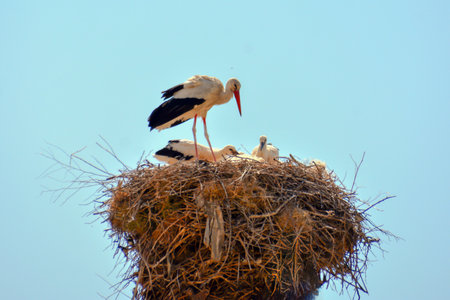 White storks in a nest on the background of the blue skyの写真素材