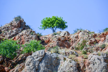 Lonely tree on a rock in the mountains of Corsicaの写真素材
