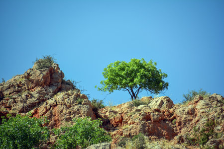 Lonely tree on a rocky hillside against a blue skyの写真素材