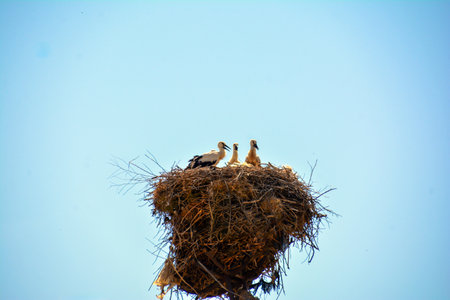 Two storks in a nest on a background of blue sky.の写真素材